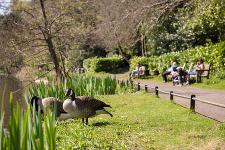 Anonymous families enjoying sunny day off watching wild geese in parkの写真素材