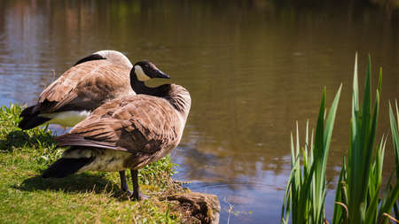 Wild geese by the lake on sunny dayの写真素材