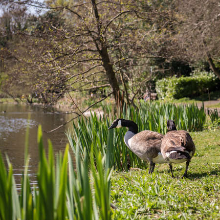Wild geese by the lake on sunny dayの写真素材