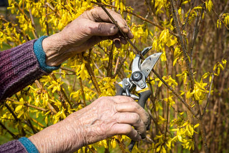 Old woman using garden pruner, spring backgroundの写真素材