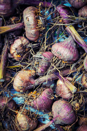 Gladiola bulbs ready for plantingの写真素材