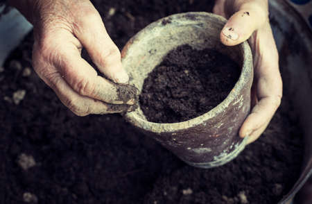 Old woman filling a pot with fresh soil. Symbol of spring and clean eating concept.の写真素材