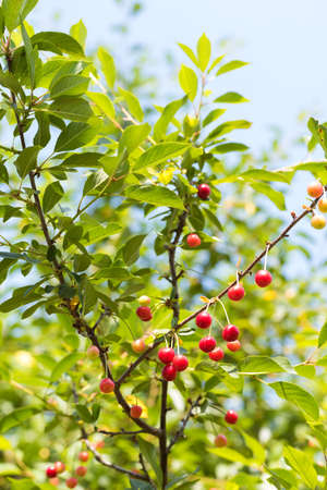 Ripe organic homegrown cherries, tree branch