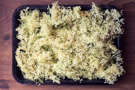 Elderflower backgroundの写真素材