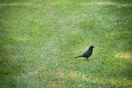 Blackbird hunting for wormsの写真素材