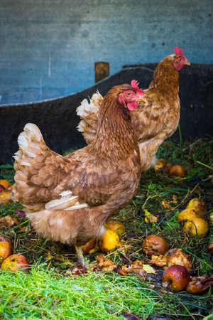 Hens feeding on home waste compostの写真素材