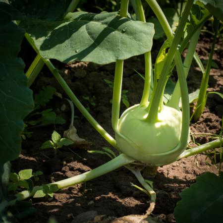 Homegrown fresh kohlrabi in a gardenの写真素材