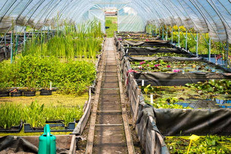 Large greenhouse, plant nursery, garden centreの写真素材
