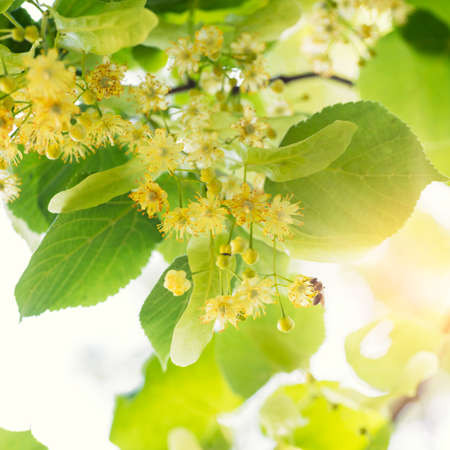 Blooming linden, lime tree in bloom with bees and sunflareの写真素材