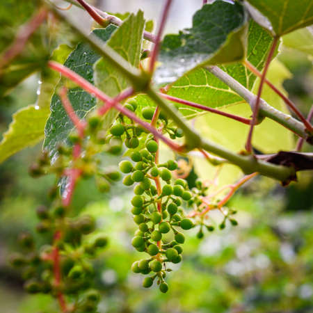 Homegrown vine plants, unripe grapesの写真素材