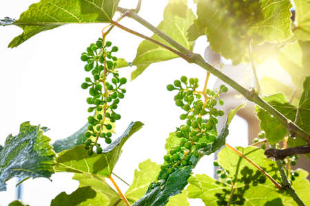 Homegrown vine plants, unripe grapesの写真素材