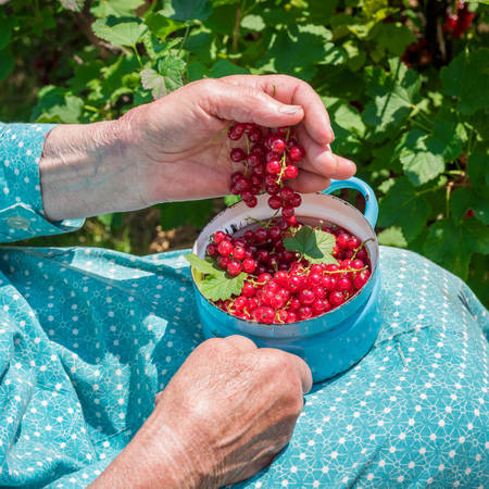 Anonymous senior woman in her garden and homegrown redcurrantsの写真素材