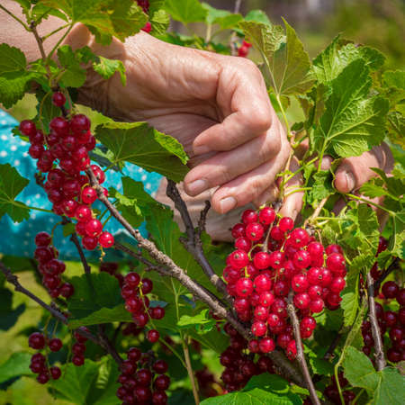 Anonymous senior woman in her garden and homegrown redcurrantsの写真素材