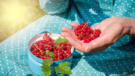 Anonymous senior woman in her garden and homegrown redcurrantsの写真素材