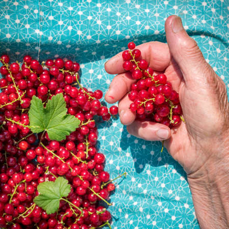 Anonymous senior woman in her garden and homegrown redcurrants, view from aboveの写真素材