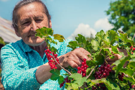 Beautiful senior woman in her garden picking homegrown redcurrantsの写真素材