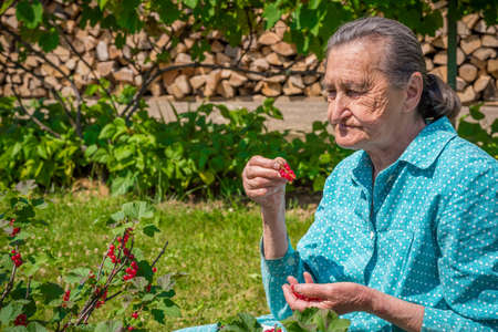 Beautiful senior woman in her garden picking homegrown redcurrantsの写真素材
