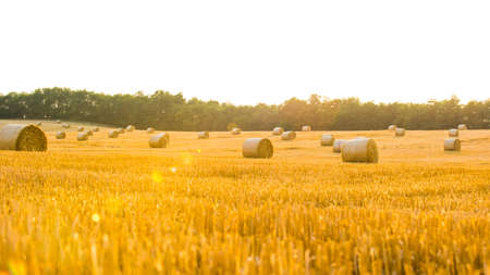 Harvested field with straw bales