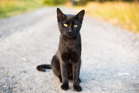 Black catの写真素材