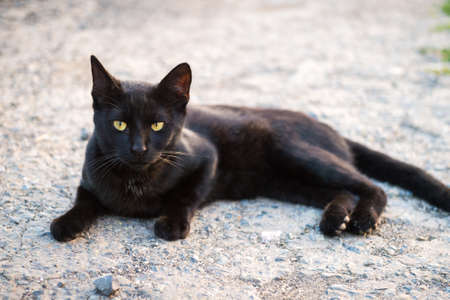 Black catの写真素材