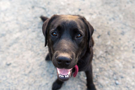 Black Labrador Retrieverの写真素材