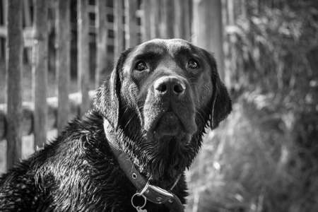 Black Labrador Retrieverの写真素材