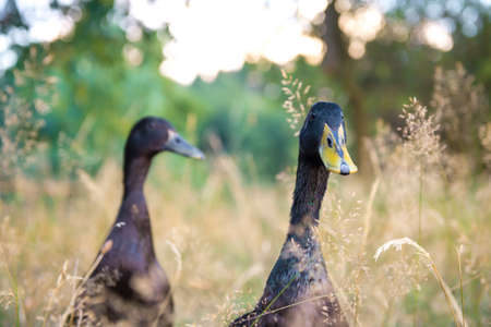 Black Male Indian Runner Ducksの写真素材