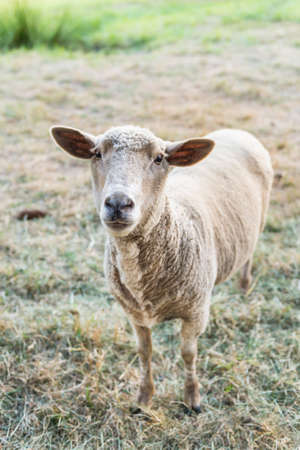 Curious sheep, funny domestic animalの写真素材