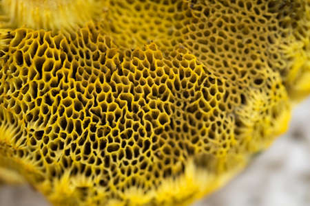 Macro shot of yellow edible forest mushroom, autumn conceptの写真素材