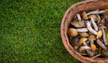 Mix of edible forest mushrooms in a basket, fall, autumn conceptの写真素材