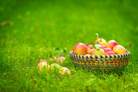 Organic apples in basket, apple orchard, fresh homegrown produceの写真素材