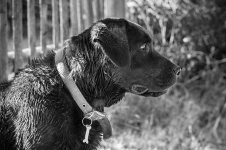 Black Labrador Retrieverの写真素材
