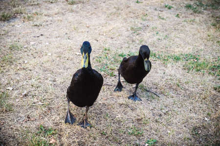 Black Male Indian Runner Ducksの写真素材