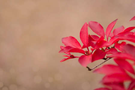 Autumn botany backgroundの写真素材