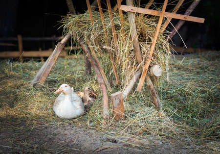 Happy free range, outdoor bred goose and duckの写真素材