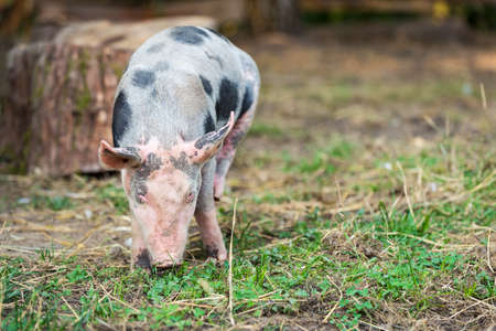 Free range, outdoor bred cute pink pigletの写真素材