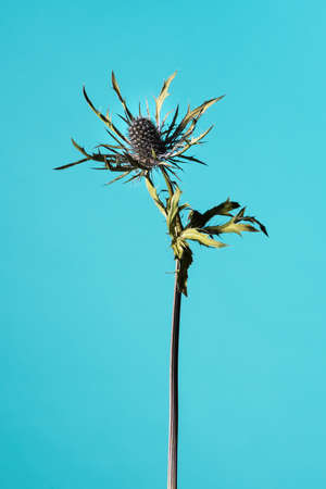Studio shot of a dry Purple Teasel flowerの写真素材
