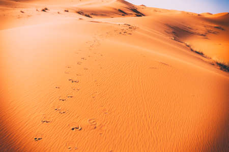 Camel footprints, Sahara, Erg Chebbi, Moroccoの写真素材