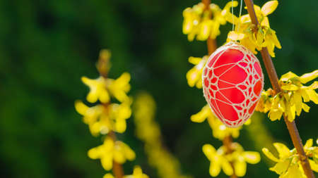 Beautiful Easter eggs hanging from a blooming Forsythiaの写真素材