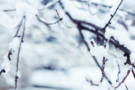 Tree branches covered in snow, winter abstract backgroundの写真素材