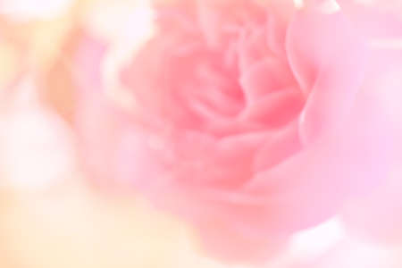 sweet color rose in soft color and blur style for backgroundの写真素材