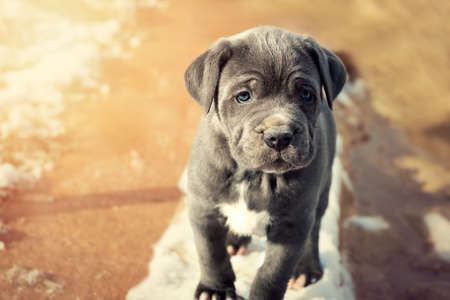 Grey Neapolitan Mastiff puppyの写真素材
