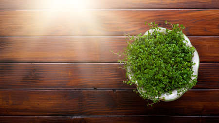 Potted flower over wooden table background with copy spaceの写真素材
