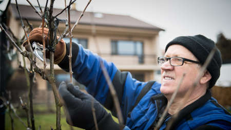 Senior man pruning a wine grape vineyard in his gardenの写真素材