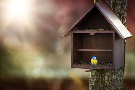 Bird feeder and Blue Tit (Cyanistes caeruleus)の写真素材