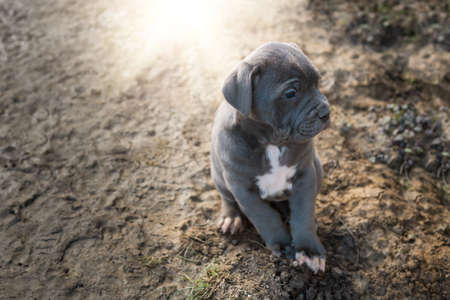 Grey Italian Mastiff puppy, Cane Corsoの写真素材