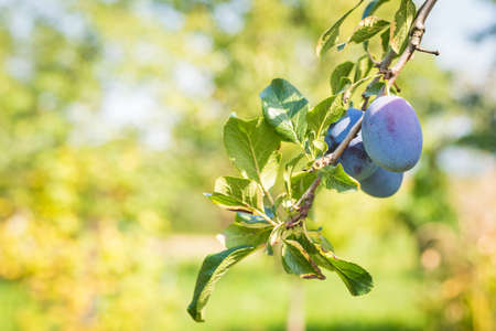 Plum tree with ripe juicy fruits in sunshineの写真素材