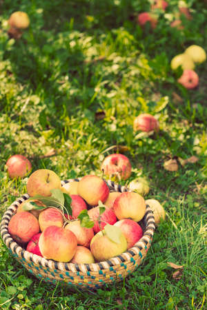 Organic apples in basket, apple orchard, fresh homegrown produceの写真素材