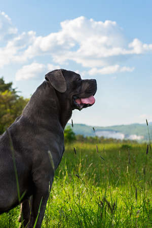 Cane corso, italian mastiff dog