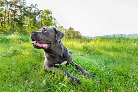 Cane corso, italian mastiff dogの写真素材